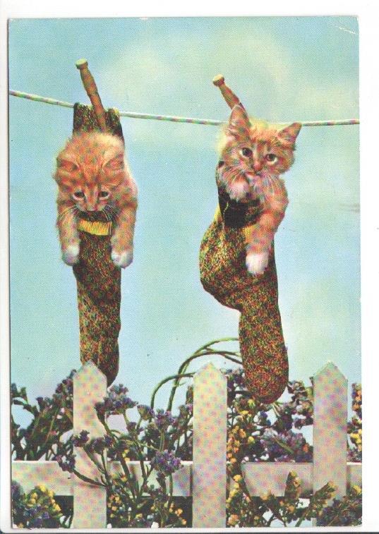 Postal JC0814: Dos gatos metidos cada uno en un calcetin y colgados de una cuerda