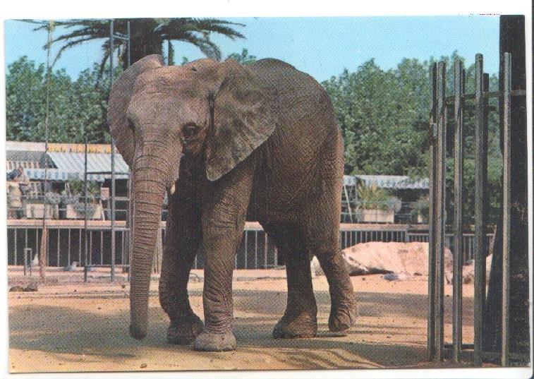 Postal JC0815: Parque Zoologico de Barcelona. Elefante Africano