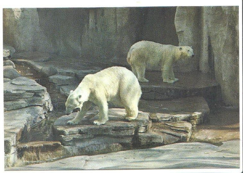 Postal JC0816: Parque Zoologico de Barcelona. Oso polar