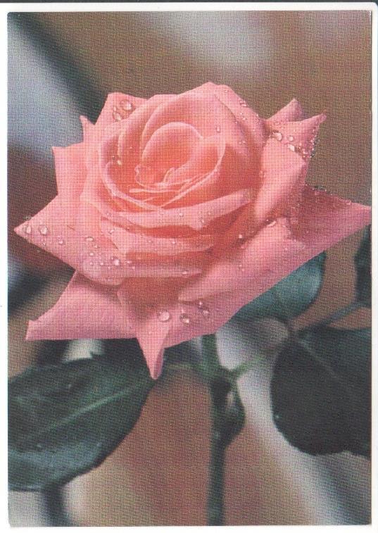 Postal JC0826: Rosa de color rosa