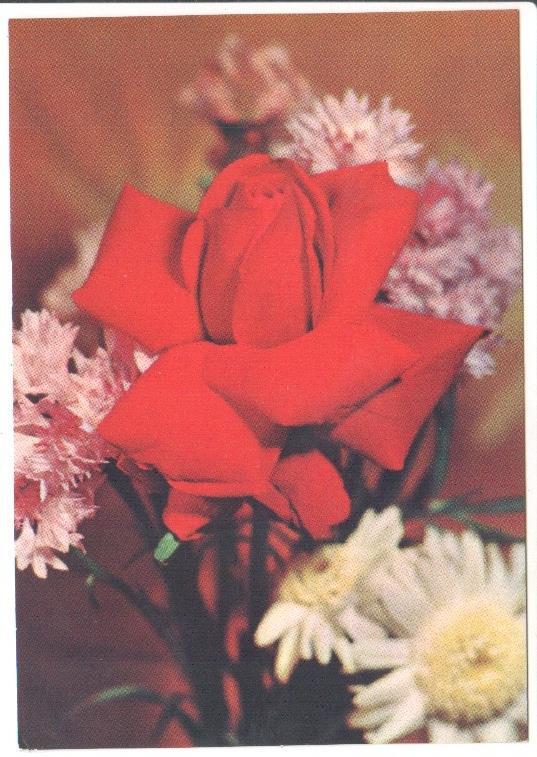 Postal JC0827: Rosa de color rojo