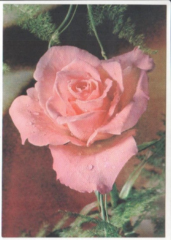Postal JC0828: Rosa de color rosa con rocio