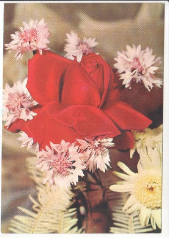 Postal JC0829: Rosa de color rojo con rocio