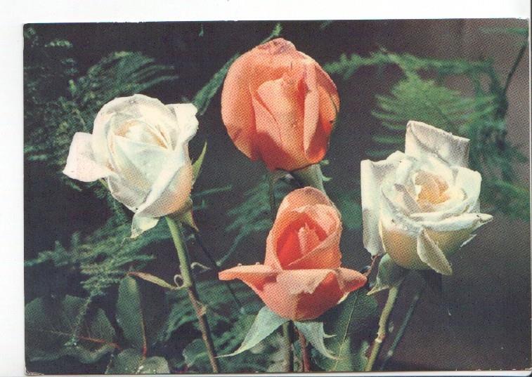 Postal JC0832: Varias rosas, naranjas y blancas