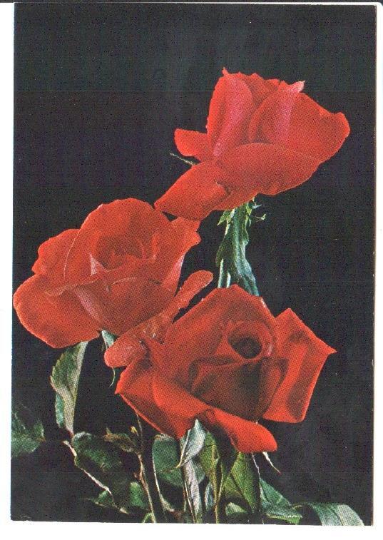 Postal JC0834: Tres rosas rojas