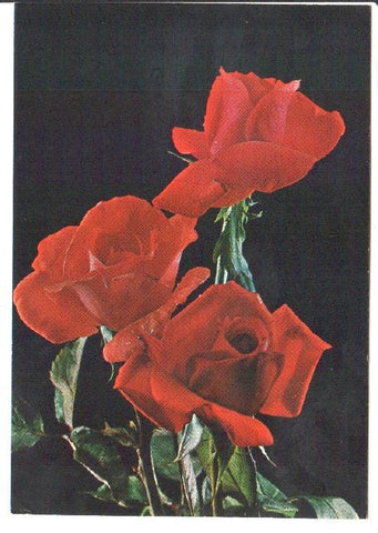Postal JC0834: Tres rosas rojas