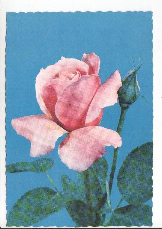 Postal JC0835: Rosa color rosa. Postal dentada