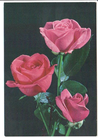 Postal JC0836: Tres rosas color rosa con rocio