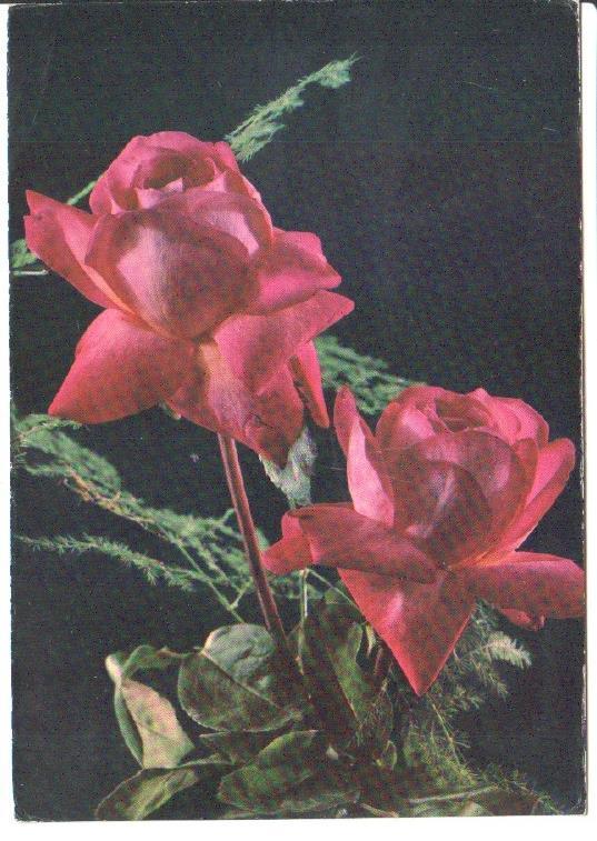 Postal JC0837: Dos rosas color rosa