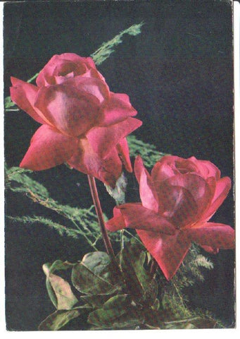 Postal JC0837: Dos rosas color rosa