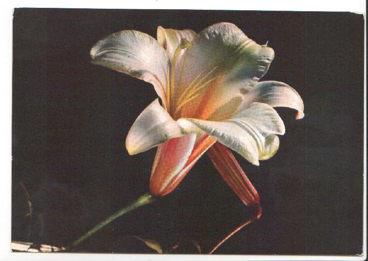 Postal JC0839: Flor de campana blanca