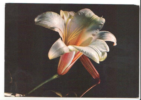 Postal JC0839: Flor de campana blanca