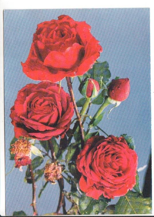 Postal JC0841: Varias rosas rojas