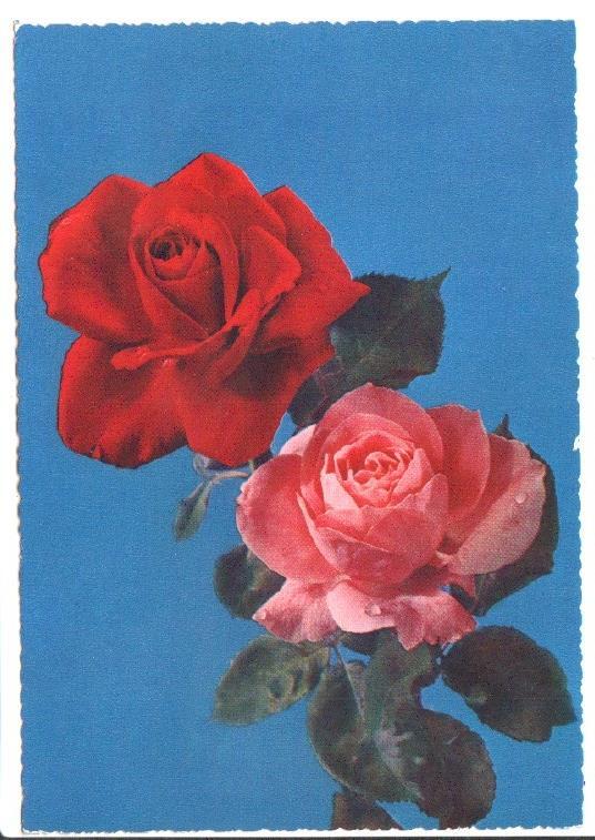 Postal JC0844: Una Rosa roja y otra de color rosa. Postal dentada