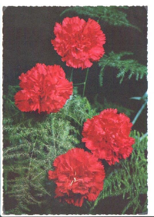 Postal JC0846: Varios claveles rojos. Postal dentada
