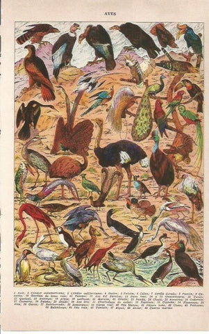 LAMINA 21401: Aves