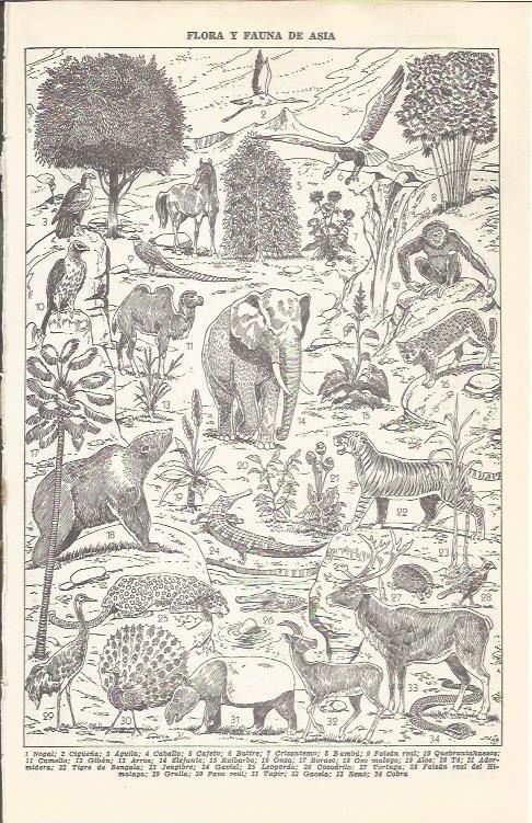 LAMINA 21396: Asia. Flora y fauna