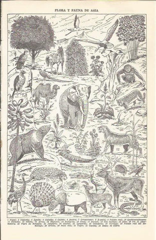 LAMINA 21396: Asia. Flora y fauna
