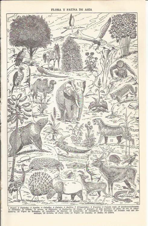 LAMINA 21395: Flora y fauna de Asia