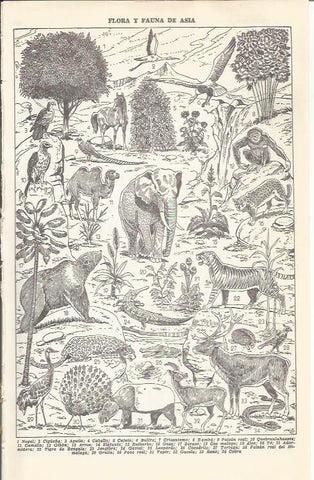 LAMINA 21395: Flora y fauna de Asia