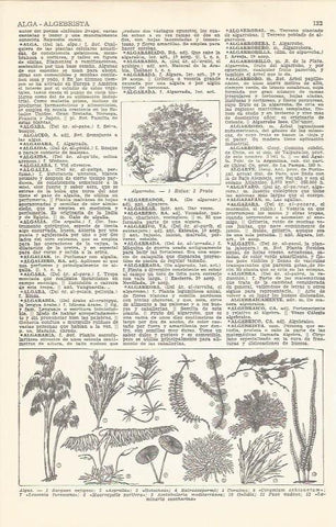 LAMINA 21362: Tipos de algas