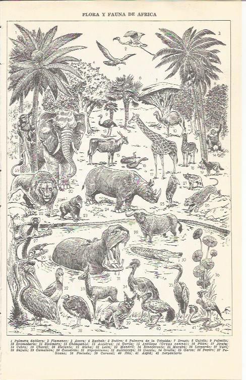 LAMINA 21349: Flora y fauna de Africa
