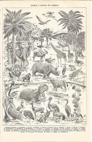 LAMINA 21349: Flora y fauna de Africa