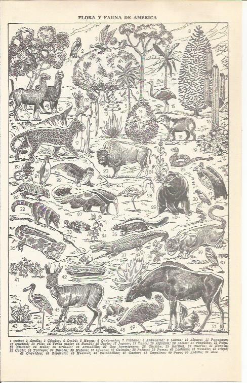LAMINA 21369: Flora y fauna de America