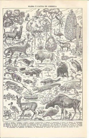 LAMINA 21369: Flora y fauna de America