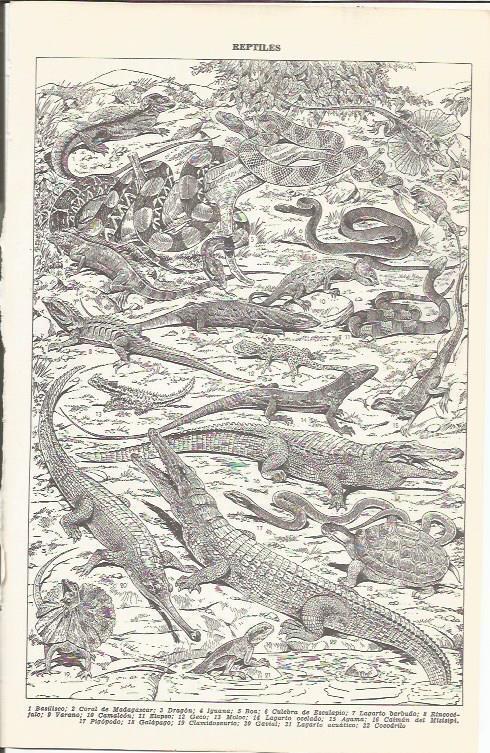LAMINA 21510: Reptiles
