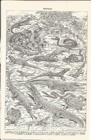 LAMINA 21510: Reptiles