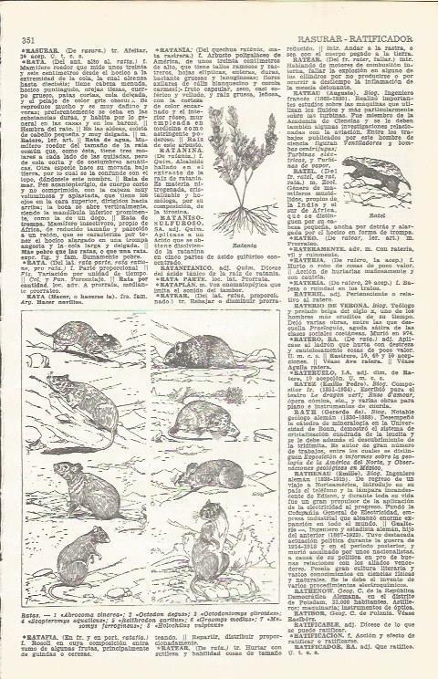 LAMINA 21504: Ratas