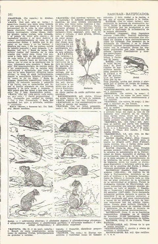LAMINA 21504: Ratas