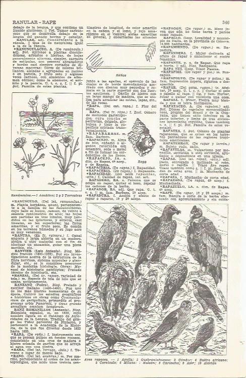 LAMINA 21503: Aves rapaces