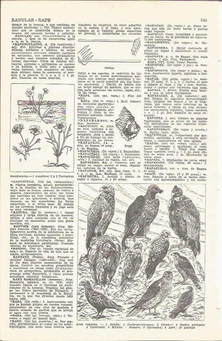 LAMINA 21503: Aves rapaces
