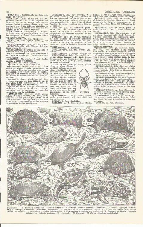 LAMINA 21499: Quelonios o tortugas