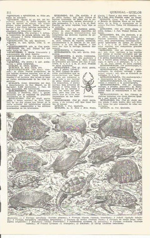 LAMINA 21499: Quelonios o tortugas