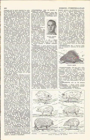 LAMINA 21495: Especies de puercos