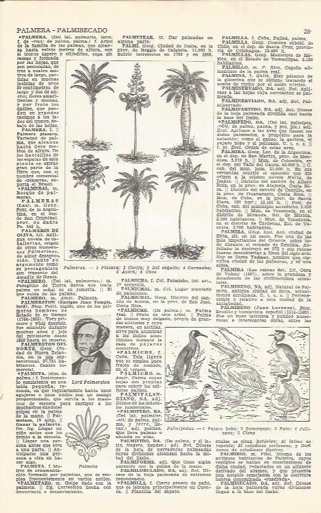 LAMINA 21456: Tipos de palmeras