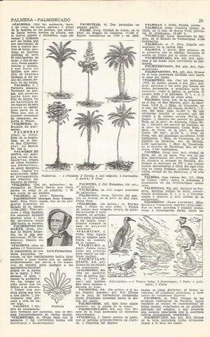 LAMINA 21456: Tipos de palmeras