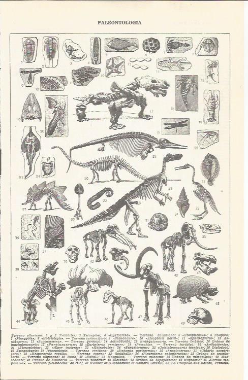 LAMINA 21455: Paleontologia