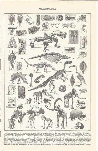 LAMINA 21455: Paleontologia