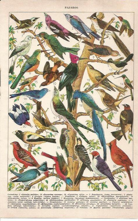 LAMINA 21453: Especies de aves calandrias