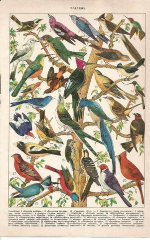 LAMINA 21453: Especies de aves calandrias