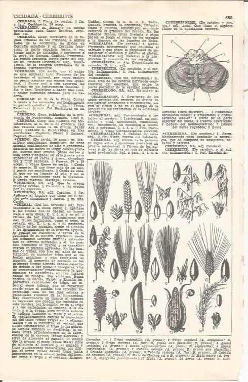 LAMINA 21449: Tipos de cereales