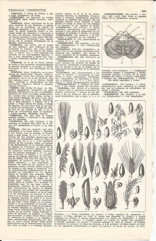 LAMINA 21449: Tipos de cereales