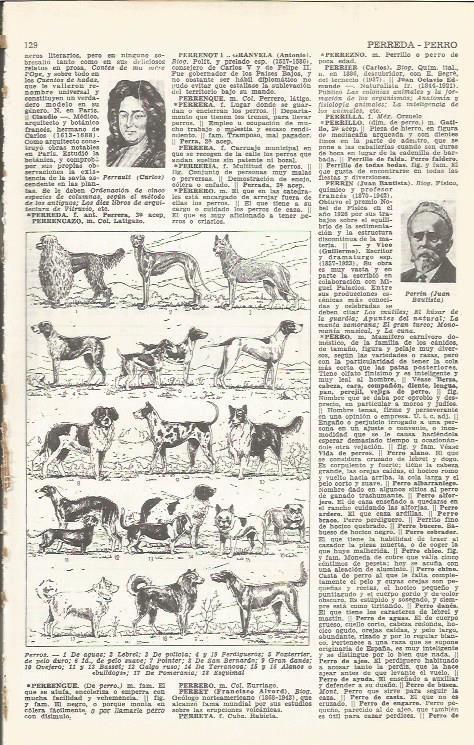 LAMINA 21469: Especies de perros