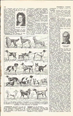 LAMINA 21469: Especies de perros