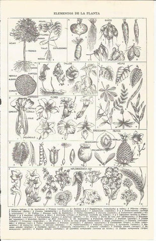 LAMINA 21486: Elementos de la planta