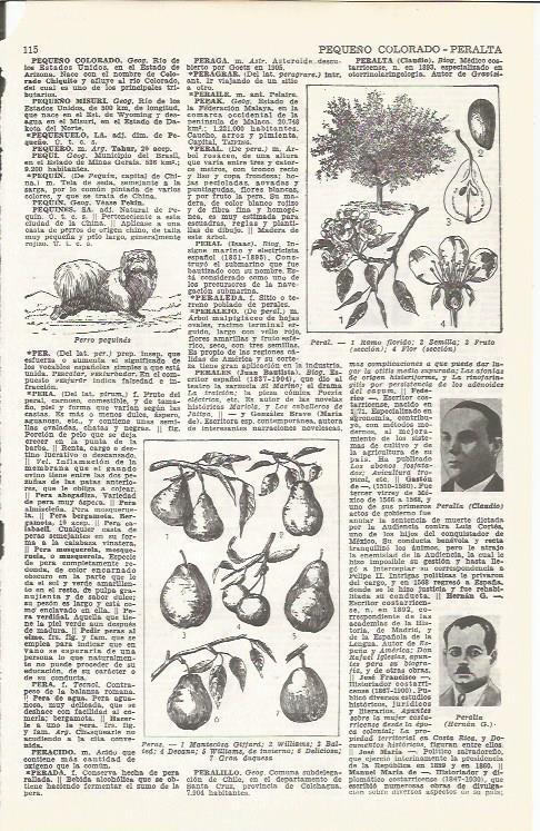 LAMINA 21468: Especies de peral y peras